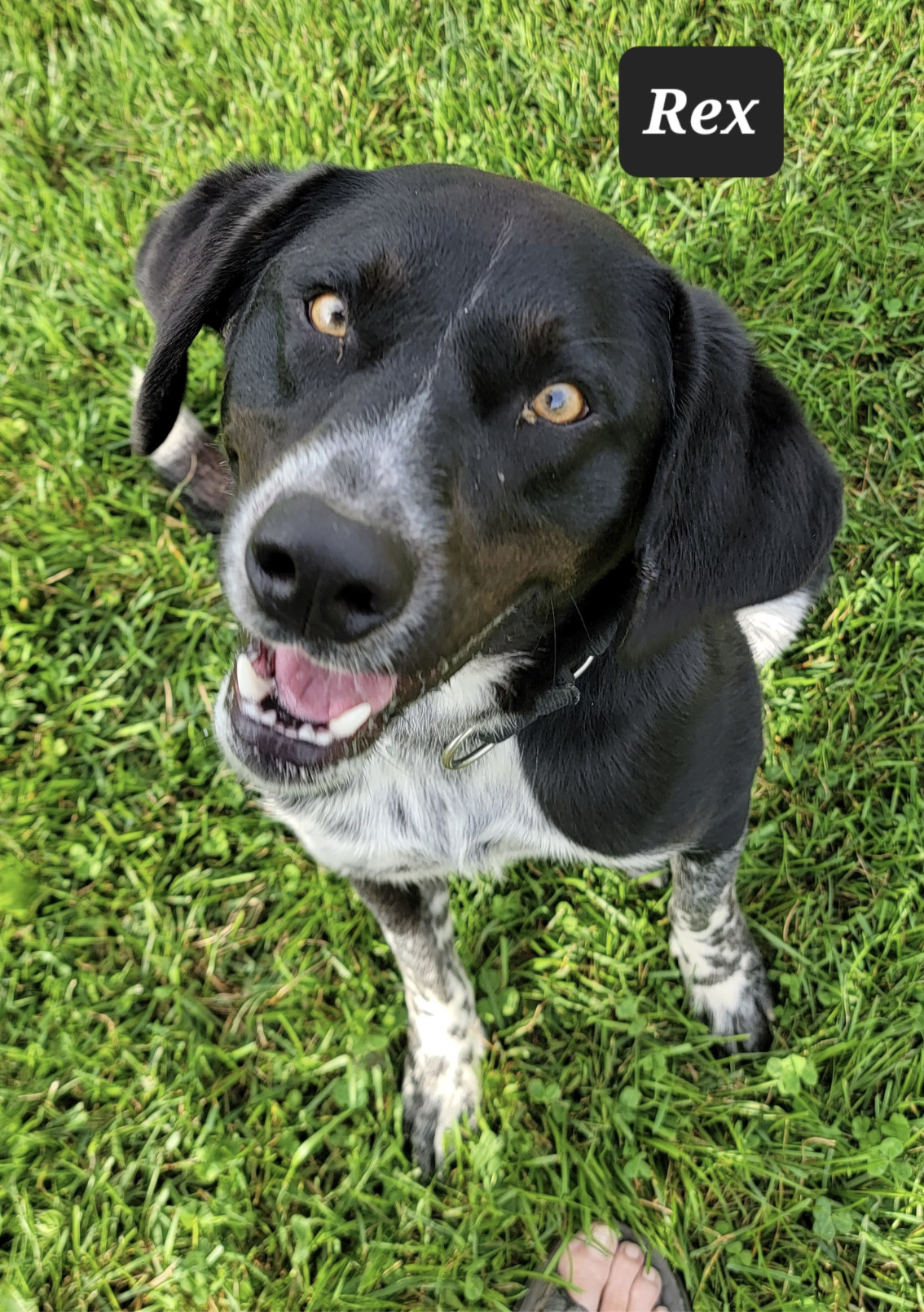 Rex up for Adoption
